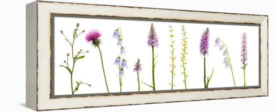 Meadow Flowers, Fleabane Thistle, Bearded Bellfower, Common Spotted Orchid, Twayblade, Austria-Benvie-Framed Premier Image Canvas