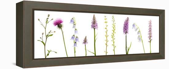 Meadow Flowers, Fleabane Thistle, Bearded Bellfower, Common Spotted Orchid, Twayblade, Austria-Benvie-Framed Premier Image Canvas