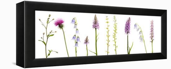 Meadow Flowers, Fleabane Thistle, Bearded Bellfower, Common Spotted Orchid, Twayblade, Austria-Benvie-Framed Premier Image Canvas