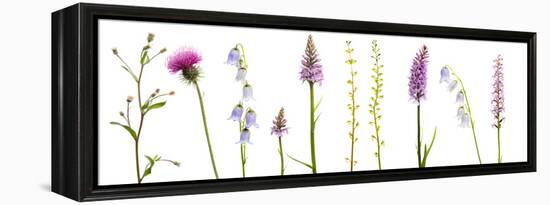 Meadow Flowers, Fleabane Thistle, Bearded Bellfower, Common Spotted Orchid, Twayblade, Austria-Benvie-Framed Premier Image Canvas