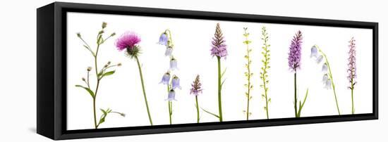 Meadow Flowers, Fleabane Thistle, Bearded Bellfower, Common Spotted Orchid, Twayblade, Austria-Benvie-Framed Premier Image Canvas