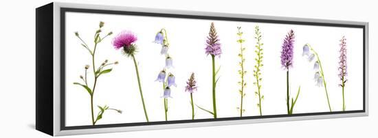 Meadow Flowers, Fleabane Thistle, Bearded Bellfower, Common Spotted Orchid, Twayblade, Austria-Benvie-Framed Premier Image Canvas