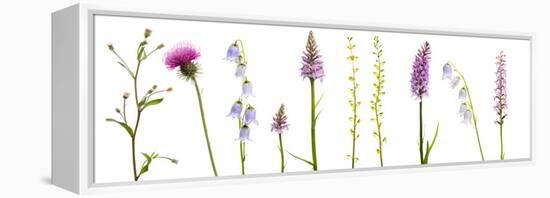 Meadow Flowers, Fleabane Thistle, Bearded Bellfower, Common Spotted Orchid, Twayblade, Austria-Benvie-Framed Premier Image Canvas