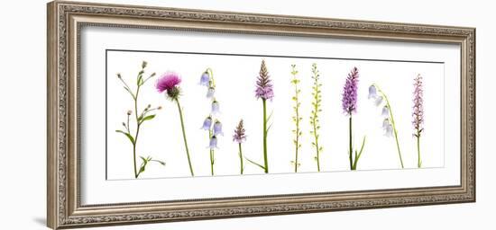 Meadow Flowers, Fleabane Thistle, Bearded Bellfower, Common Spotted Orchid, Twayblade, Austria-Benvie-Framed Photographic Print