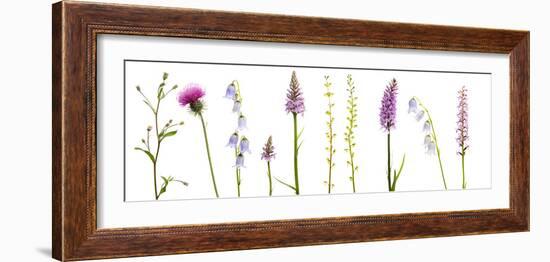 Meadow Flowers, Fleabane Thistle, Bearded Bellfower, Common Spotted Orchid, Twayblade, Austria-Benvie-Framed Photographic Print