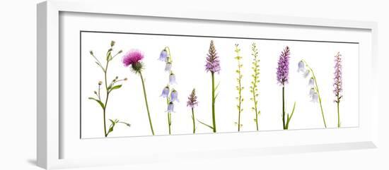 Meadow Flowers, Fleabane Thistle, Bearded Bellfower, Common Spotted Orchid, Twayblade, Austria-Benvie-Framed Photographic Print