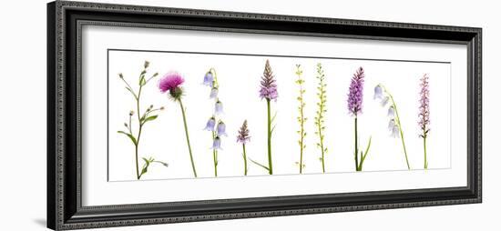 Meadow Flowers, Fleabane Thistle, Bearded Bellfower, Common Spotted Orchid, Twayblade, Austria-Benvie-Framed Photographic Print