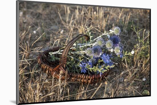 Meadow Flowers in the Basket-Andrea Haase-Mounted Photographic Print