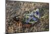 Meadow Flowers in the Basket-Andrea Haase-Mounted Photographic Print