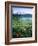 Meadow Flowers, Mt Rainier National Park, Washington, USA-Stuart Westmorland-Framed Photographic Print