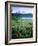 Meadow Flowers, Mt Rainier National Park, Washington, USA-Stuart Westmorland-Framed Photographic Print