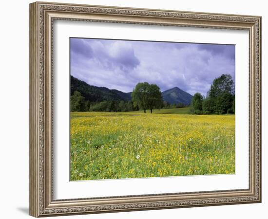 Meadow, Flowers on a Meadow, Bad Toelz, Bayern, Germany-Thorsten Milse-Framed Photographic Print