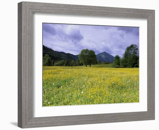 Meadow, Flowers on a Meadow, Bad Toelz, Bayern, Germany-Thorsten Milse-Framed Photographic Print