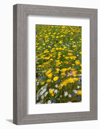 Meadow flowers on a windy day, UK-Adrian Davies-Framed Photographic Print