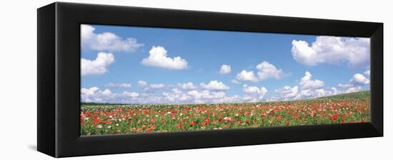 Meadow Flowers with Cloudy Sky in Background-null-Framed Stretched Canvas