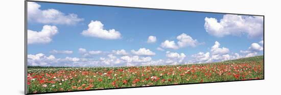 Meadow Flowers with Cloudy Sky in Background-null-Mounted Photographic Print