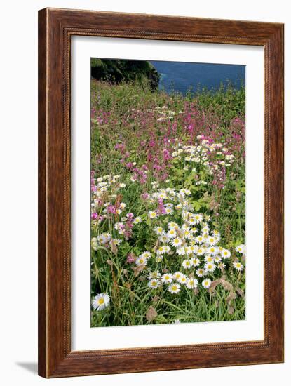 Meadow Flowers-Dr. Keith Wheeler-Framed Photographic Print