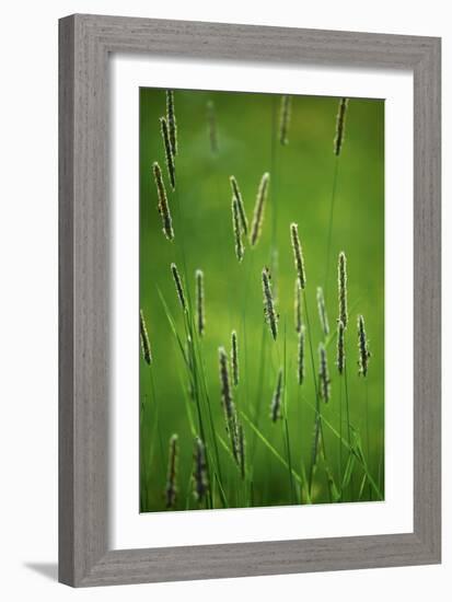 Meadow Foxtail (Alopecurus Pratensis)-Bjorn Svensson-Framed Photographic Print