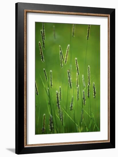 Meadow Foxtail (Alopecurus Pratensis)-Bjorn Svensson-Framed Photographic Print