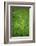 Meadow Foxtail (Alopecurus Pratensis)-Bjorn Svensson-Framed Photographic Print