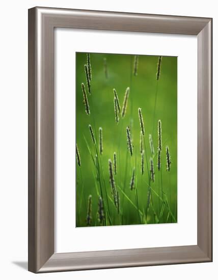 Meadow Foxtail (Alopecurus Pratensis)-Bjorn Svensson-Framed Photographic Print