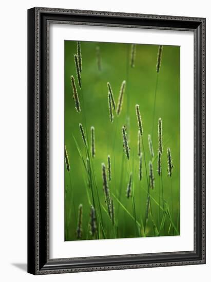 Meadow Foxtail (Alopecurus Pratensis)-Bjorn Svensson-Framed Photographic Print