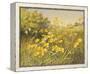 Meadow Gold-Mary Dipnall-Framed Stretched Canvas