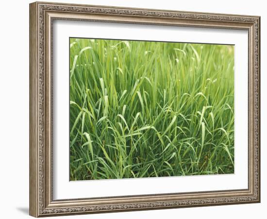 Meadow, Grass, Dewdrops-Thonig-Framed Photographic Print