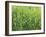 Meadow, Grass, Dewdrops-Thonig-Framed Photographic Print