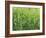 Meadow, Grass, Dewdrops-Thonig-Framed Photographic Print