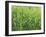 Meadow, Grass, Dewdrops-Thonig-Framed Photographic Print