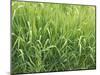 Meadow, Grass, Dewdrops-Thonig-Mounted Photographic Print