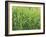 Meadow, Grass, Dewdrops-Thonig-Framed Photographic Print