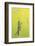 Meadow Grasshopper, Vealand farm, Devon, UK-Ross Hoddinott-Framed Photographic Print