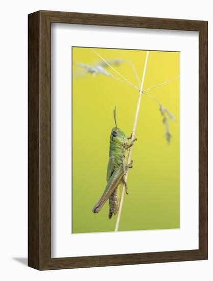 Meadow Grasshopper, Vealand farm, Devon, UK-Ross Hoddinott-Framed Photographic Print