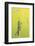 Meadow Grasshopper, Vealand farm, Devon, UK-Ross Hoddinott-Framed Photographic Print