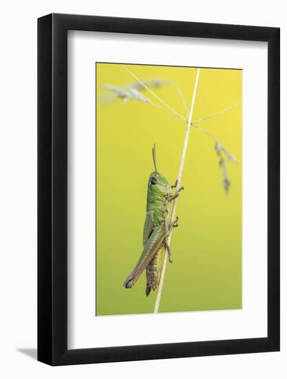 Meadow Grasshopper, Vealand farm, Devon, UK-Ross Hoddinott-Framed Photographic Print