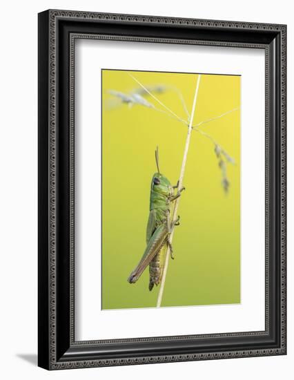 Meadow Grasshopper, Vealand farm, Devon, UK-Ross Hoddinott-Framed Photographic Print