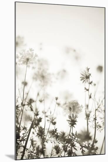 Meadow Haze - Neutral-Irene Suchocki-Mounted Giclee Print