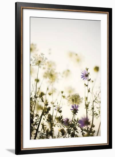 Meadow Haze-Irene Suchocki-Framed Giclee Print