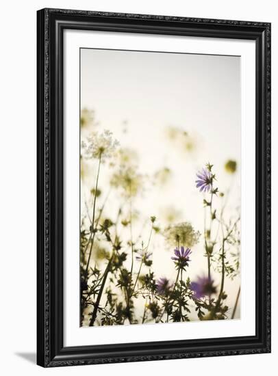 Meadow Haze-Irene Suchocki-Framed Giclee Print