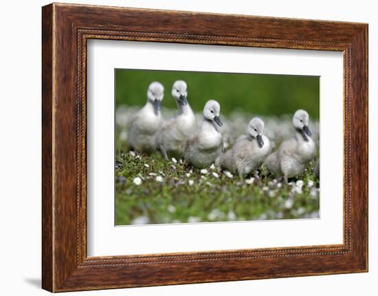 Meadow, Hump Swan, Fledgling, One after the Other, Animal Babies-Ronald Wittek-Framed Photographic Print