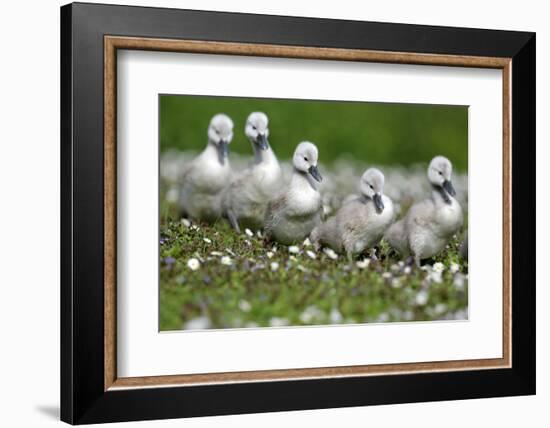 Meadow, Hump Swan, Fledgling, One after the Other, Animal Babies-Ronald Wittek-Framed Photographic Print