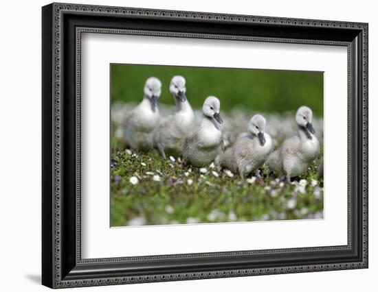 Meadow, Hump Swan, Fledgling, One after the Other, Animal Babies-Ronald Wittek-Framed Photographic Print