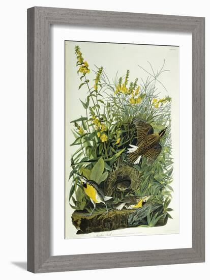 Meadow Lark, 1832-John James Audubon-Framed Giclee Print