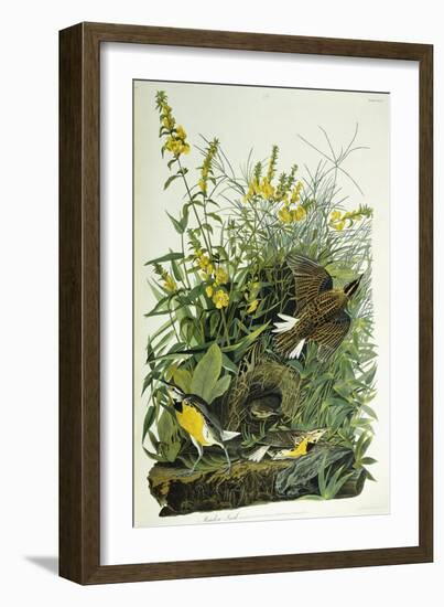 Meadow Lark, 1832-John James Audubon-Framed Giclee Print