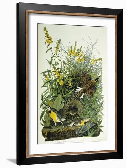 Meadow Lark, 1832-John James Audubon-Framed Giclee Print