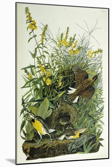 Meadow Lark, 1832-John James Audubon-Mounted Giclee Print