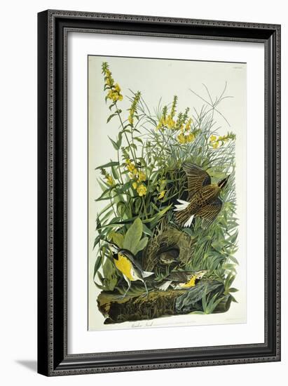 Meadow Lark, 1832-John James Audubon-Framed Giclee Print