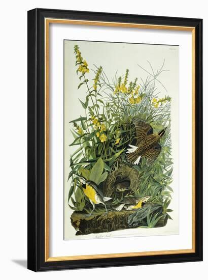 Meadow Lark, 1832-John James Audubon-Framed Giclee Print